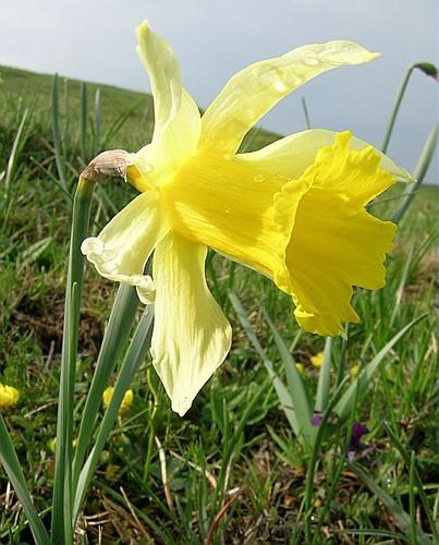 Narcissus pseudonarcissus L. © VILLARET Jean-Charles