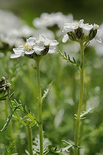 Achillea moschata Wulfen, 1878 © PACHES Gilles