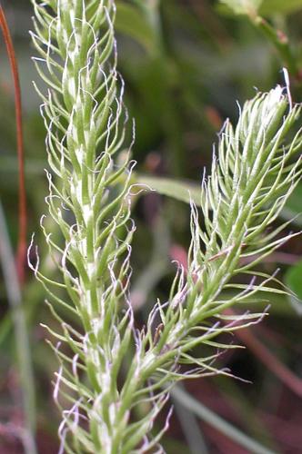 Lycopodium clavatum L. © VILLARET Jean-Charles