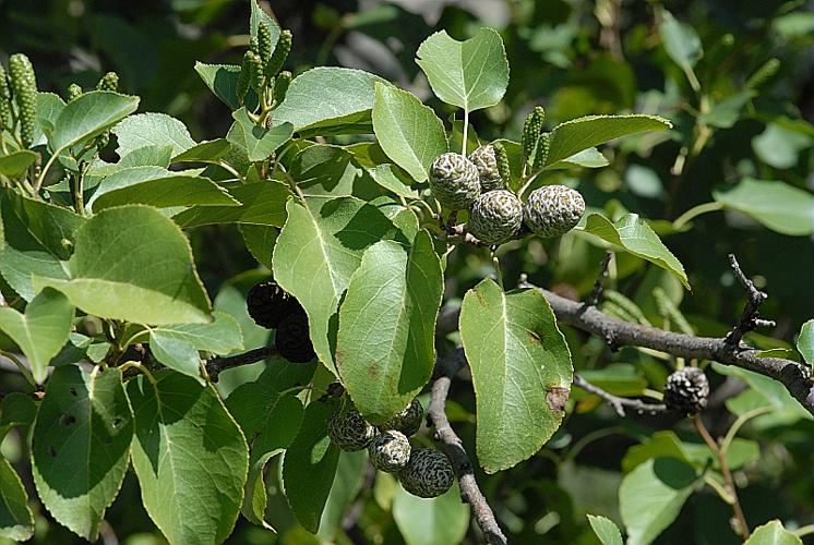 Alnus cordata (Loisel.) Duby © DALMAS Jean-Pierre