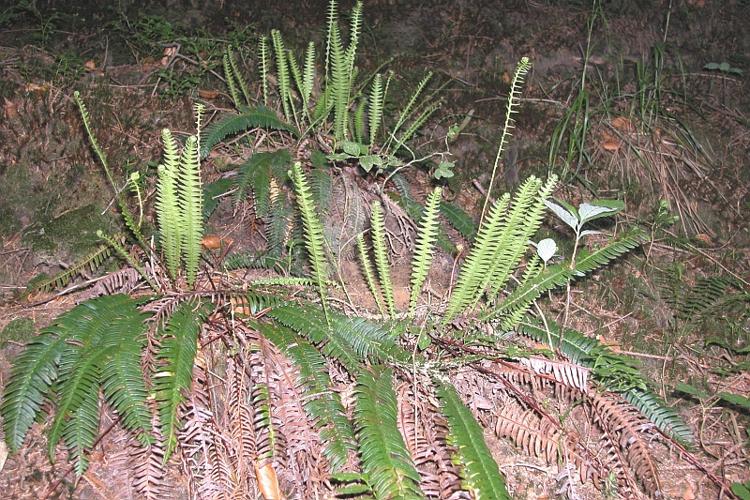 Blechnum spicant (L.) Roth © VILLARET Jean-Charles