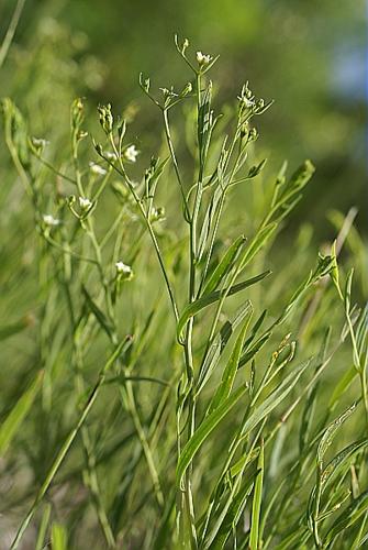 Thesium linophyllon L. © PACHES Gilles