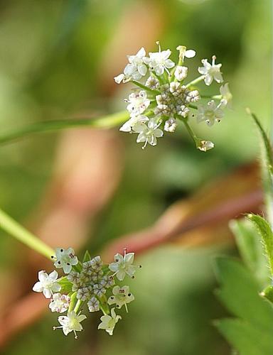 Apium repens (Jacq.) Lag. © BONNET Véronique