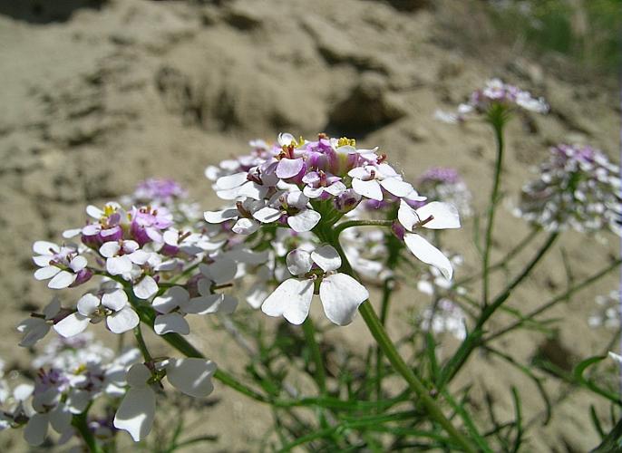 Iberis pinnata L. © VILLARET Jean-Charles