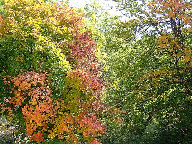 Érable à feuilles d