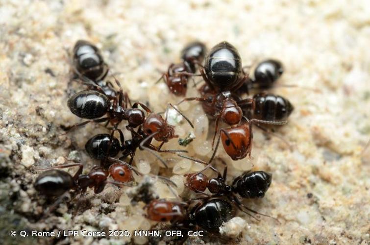 <i>Camponotus lateralis</i> (Olivier, 1792) © Q. Rome / LPR Corse 2020, MNHN, OFB, CdC