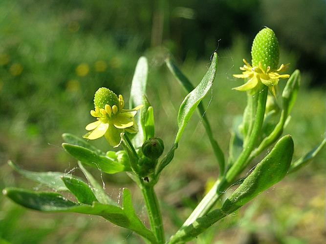 Ranunculus sceleratus L. subsp. sceleratus © VILLARET Jean-Charles