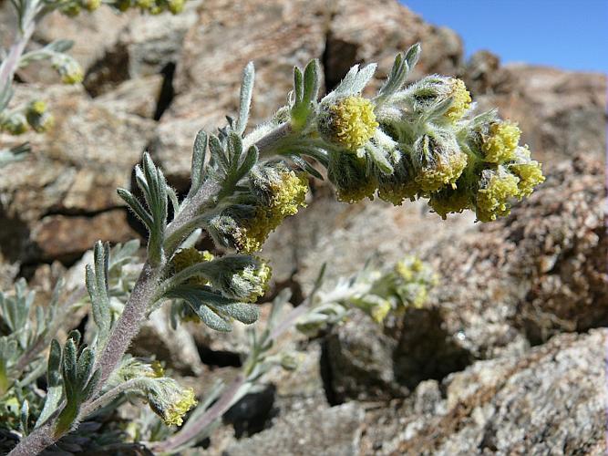 Artemisia umbelliformis Lam. subsp. eriantha (Ten.) Valles Xirau & Oliva Branas © VILLARET Jean-Charles