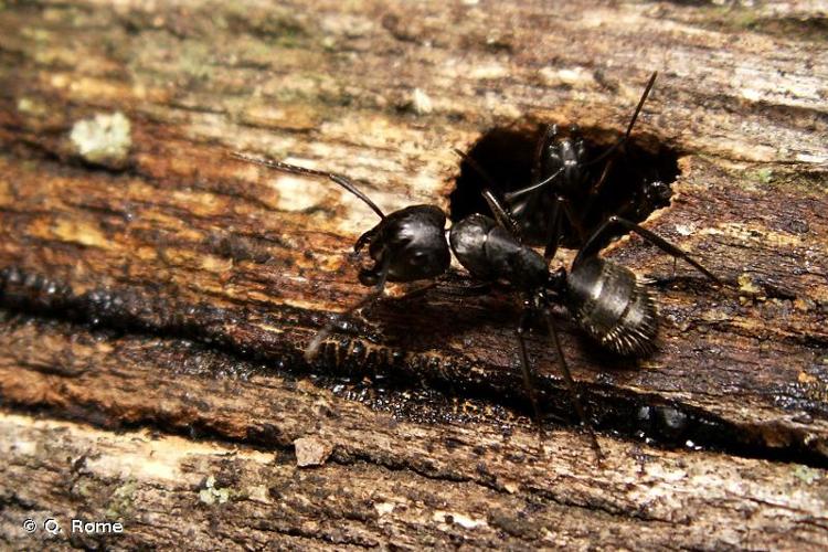 <i>Camponotus vagus</i> (Scopoli, 1763) © Q. Rome