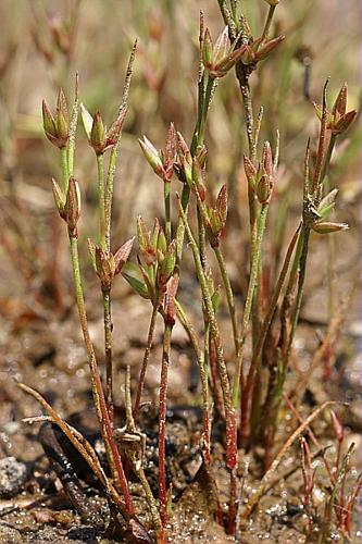 Juncus pygmaeus L.C.M. Richard © PACHES Gilles