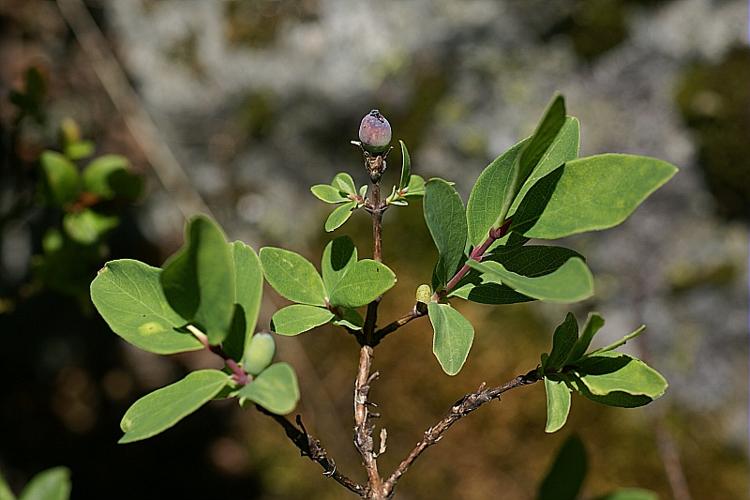 Lonicera caerulea L. © PACHES Gilles