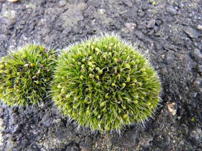 Grimmia pulvinata (Hedw.) Sm. © GARRAUD Luc