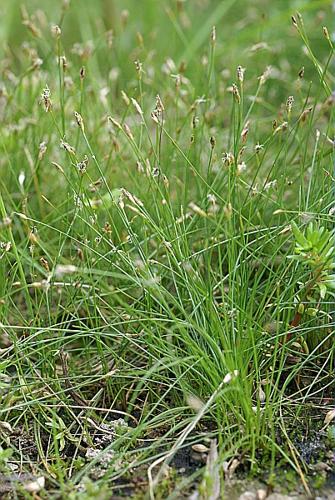 Eleocharis acicularis (L.) Roemer & Schultes © PACHES Gilles