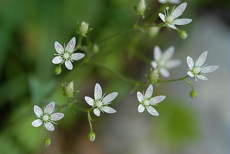 Saxifraga rotundifolia L. © DALMAS Jean-Pierre