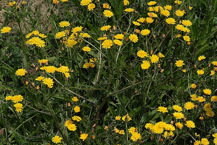 Crepis capillaris (L.) Wallr., 1840 © DALMAS Jean-Pierre