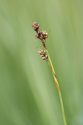 Carex hostiana DC. © BONNET Véronique