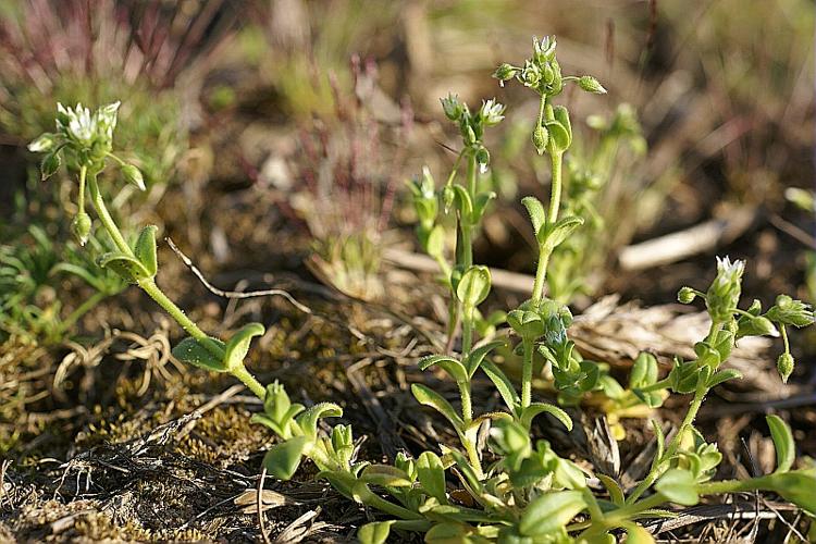 Cerastium semidecandrum L., 1753 © PACHES Gilles