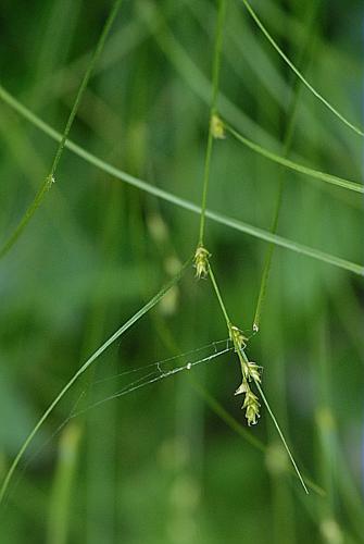 Carex remota L. © DALMAS Jean-Pierre