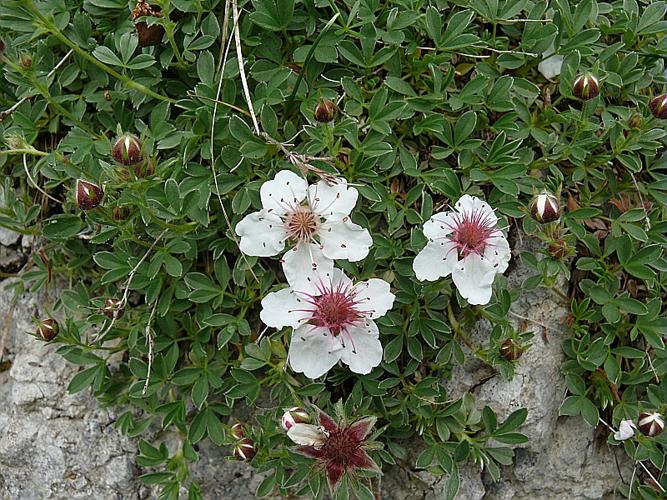 Potentilla nitida L. © VILLARET Jean-Charles