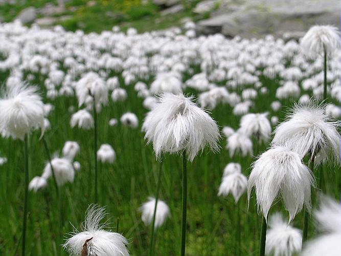 Eriophorum scheuchzeri Hoppe © VILLARET Jean-Charles