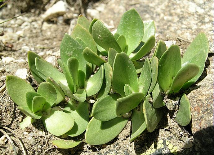 Gentiana alpina Vill. © VILLARET Jean-Charles