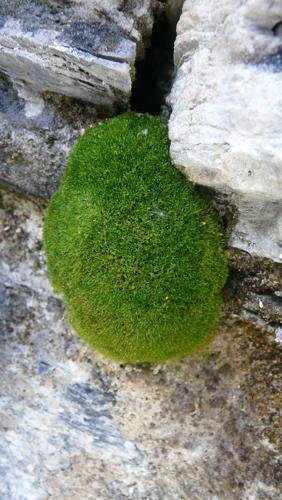 Eucladium verticillatum (With.) Bruch & Schimp. © GARRAUD Luc