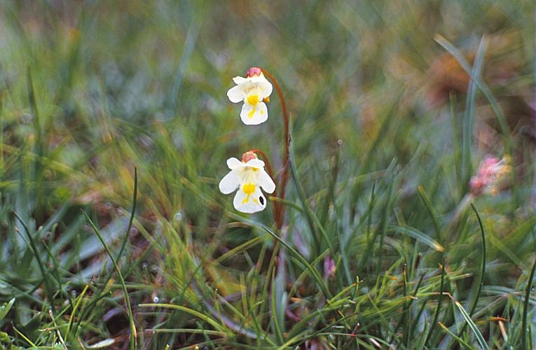 Pinguicula alpina L. © BILLARD Gilbert