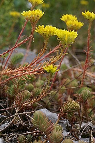 Sedum montanum Perrier & Songeon, 1864 © PACHES Gilles