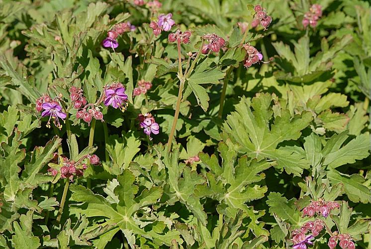 Geranium macrorrhizum L. © DALMAS Jean-Pierre