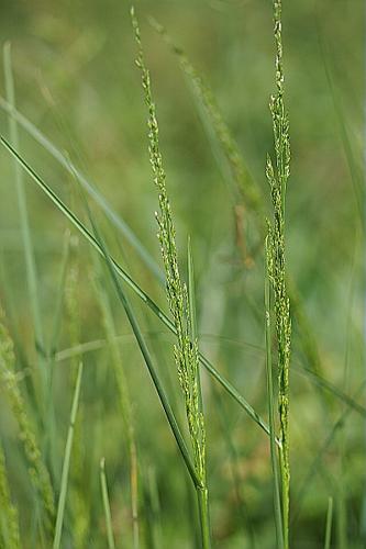 Poa palustris L. © PACHES Gilles