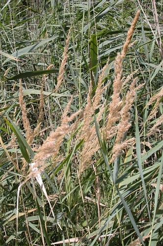 Calamagrostis canescens (Weber) Roth © VILLARET Jean-Charles