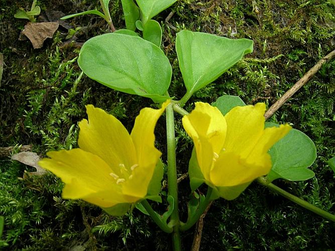 Lysimachia nummularia L., 1753 © VILLARET Jean-Charles