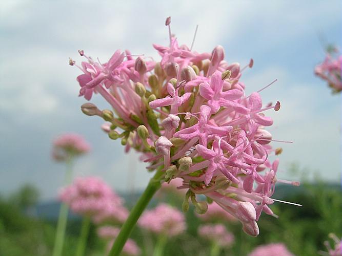 Centranthus angustifolius (Miller) DC. © VILLARET Jean-Charles