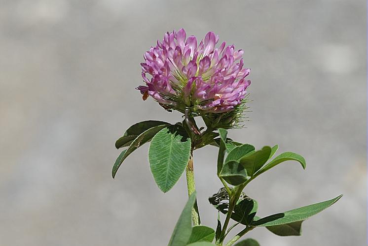 Trifolium medium L. © DALMAS Jean-Pierre