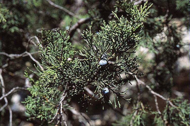 Juniperus thurifera L. © BILLARD Gilbert