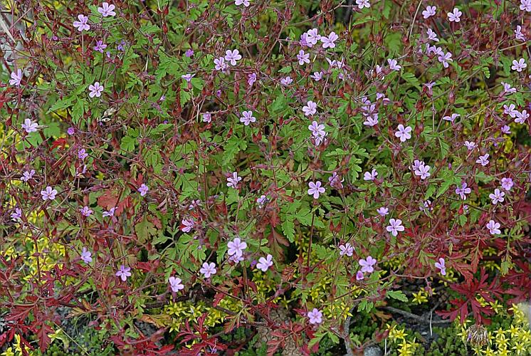 Geranium robertianum L. © DALMAS Jean-Pierre