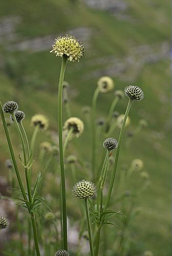 Cephalaria alpina (L.) Schrad. ex Roem. & Schult., 1818 © PACHES Gilles