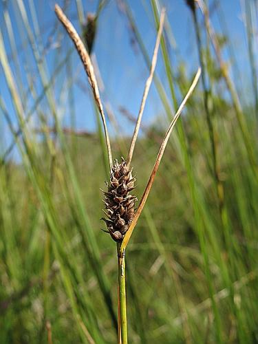 Carex lasiocarpa Ehrh. © BILLARD Gilbert