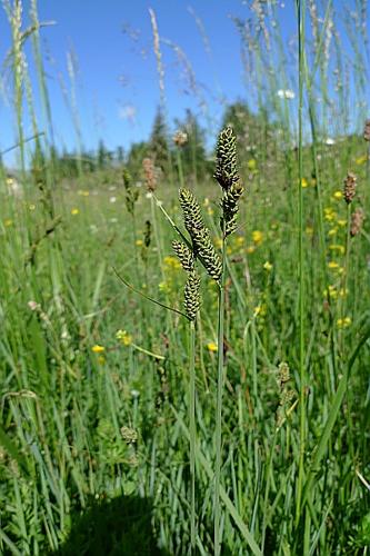 Carex buxbaumii Wahlenb. © ABDULHAK Sylvain