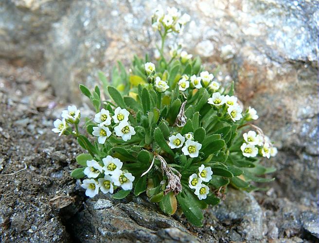 Draba fladnizensis Wulfen © VILLARET Jean-Charles