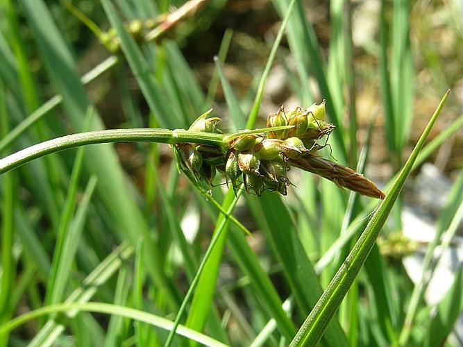 Carex pilulifera L. © VILLARET Jean-Charles