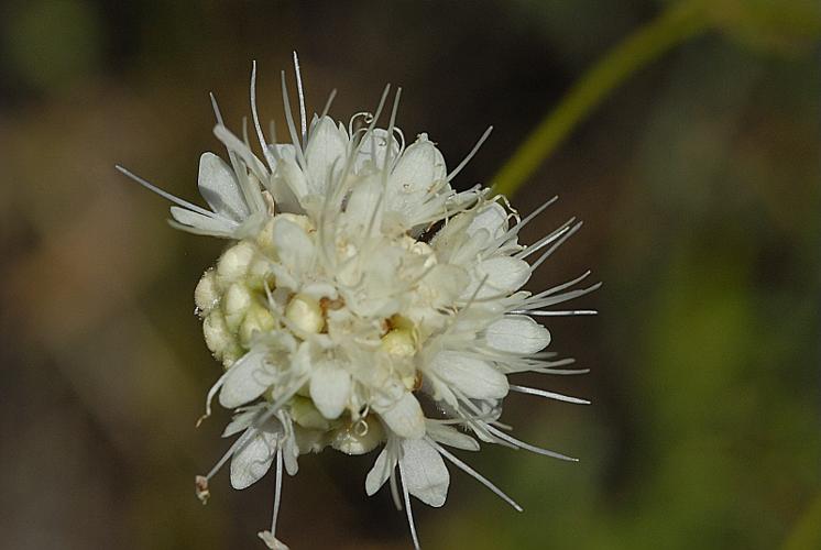 Cephalaria leucantha (L.) Schrad. ex Roem. & Schult., 1818 © DALMAS Jean-Pierre