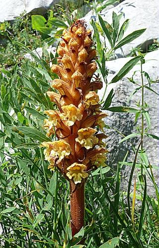 Orobanche laserpitii-sileris Reuter ex Jordan © VILLARET Jean-Charles