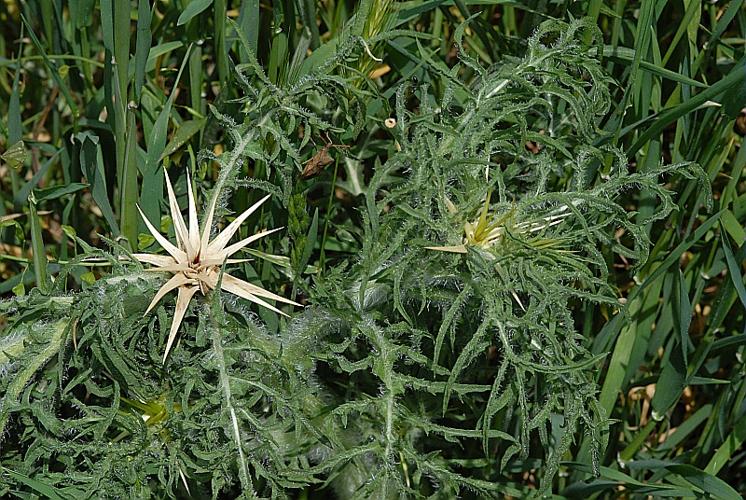 Centaurea calcitrapa L., 1753 © DALMAS Jean-Pierre