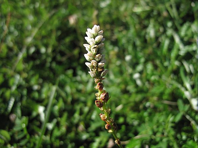 Persicaria vivipara (L.) Ronse Decr., 1988 © BILLARD Gilbert