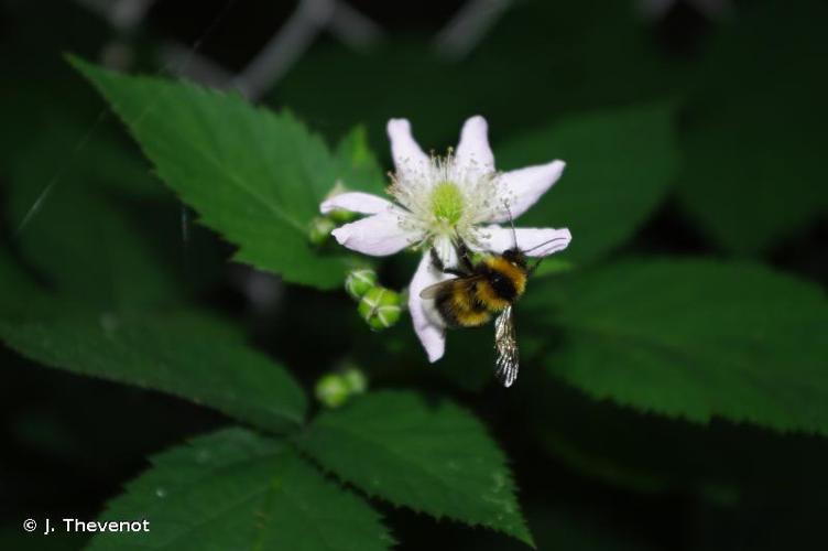 <i>Bombus hortorum</i> (Linnaeus, 1761) © J. Thevenot