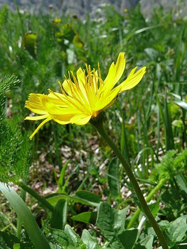 Aposeris foetida (L.) Less., 1832 © VILLARET Jean-Charles