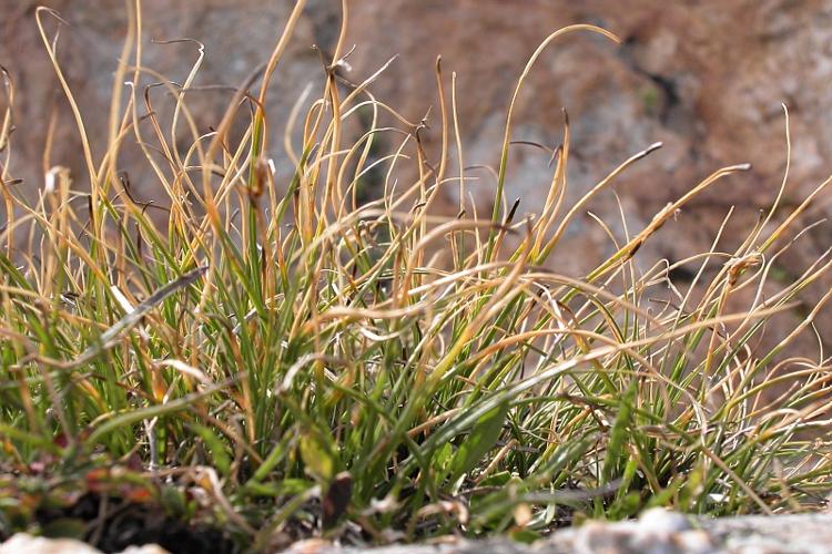 Carex curvula All. subsp. curvula © VILLARET Jean-Charles