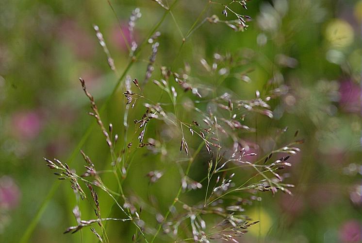 Agrostis capillaris L., 1753 © DALMAS Jean-Pierre