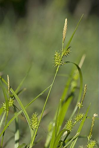 Carex viridula Michaux subsp. oedocarpa (Anderss.) B. Schmid VAN © ES Jérémie